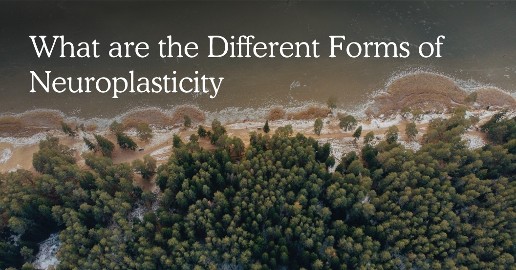 What are the Different Forms of Neuroplasticity?