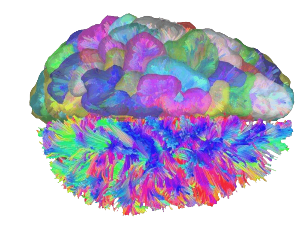 Brain graphic