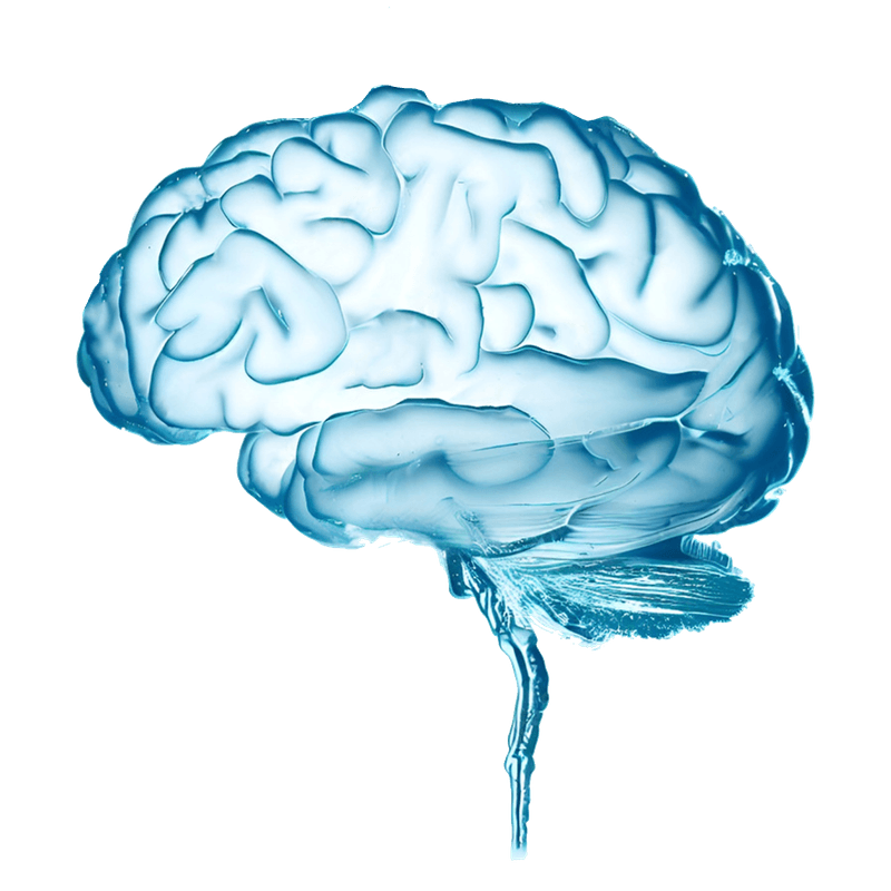 Neuroplasticity brain graphic