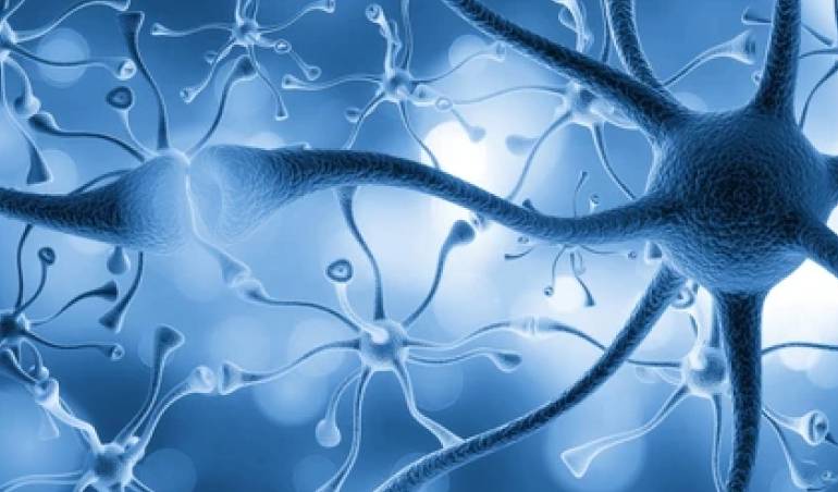 Neuron connections