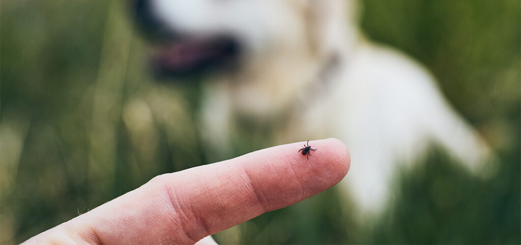 Close-up view of tick on human finger against dog lying in grass.